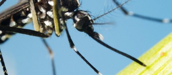 Isolato il virus del Chikungunya allo Spallanzani di Roma