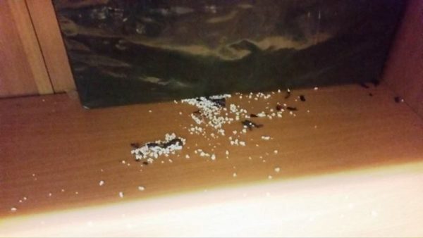 Topi fuori e dentro la scuola, a Roma chiude la primaria “Nuzzo” nel IV Municipio