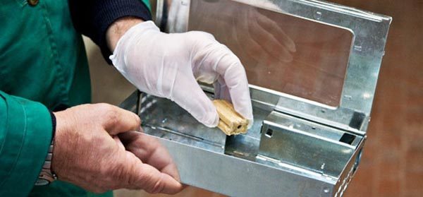 I ratti a Roma vanno a scuola: chiusa la scuola per l’infanzia Ranocchio Scarabocchio