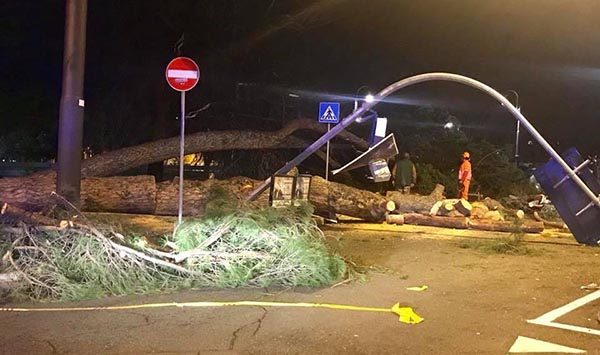 Tempesta-Pescetelli (Pd): caduti nella notte 2 alberi a Roma Prati, tragedia evitata per caso