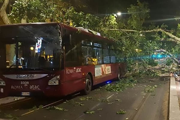 La Giunta dei Miracoli e il terribile complotto degli alberi che cadono sugli autobus
