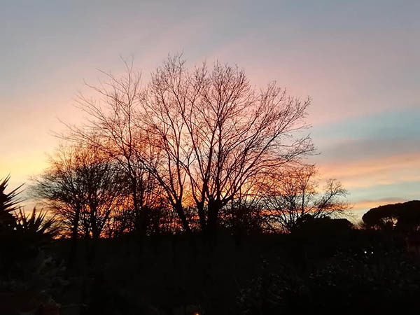 La poesia e il mito: il linguaggio della foresta: a Riano arriva lo “Yasei Shinrin Youku”