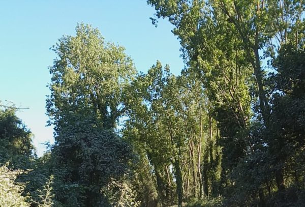 La questione Pian dell’Olmo (dica Direttrice Maggi)