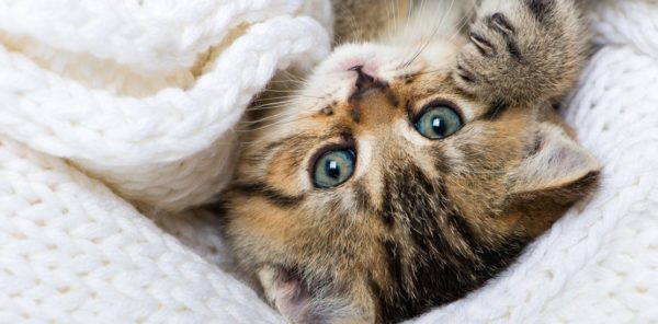 Approvato lo schema di Convenzione tra Roma Capitale e Fondazione Bioparco, copertura spese benessere animale al 65%