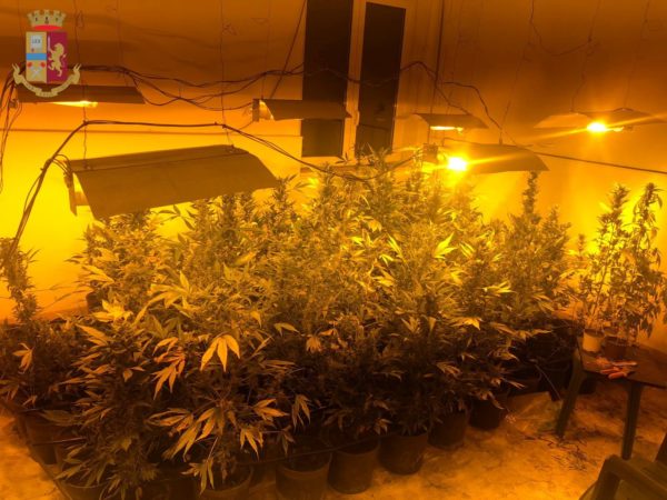 Sequestrati dalla Squadra Mobile di Roma oltre 40 Kg di marijuana da coltivazione casalinga