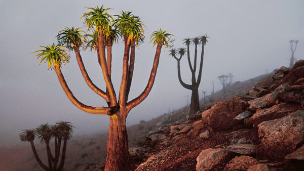 Al Maxxi il filosofo della scienza Telmo Pievani presenta “La Terra dopo di noi”
