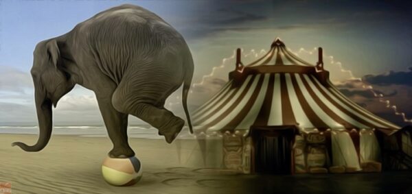 Verdi Roma: “No all’uso degli animali nel circo”