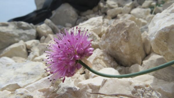 Scoperta una nuova specie floreale unica al mondo presente solo nell’Appennino Centrale