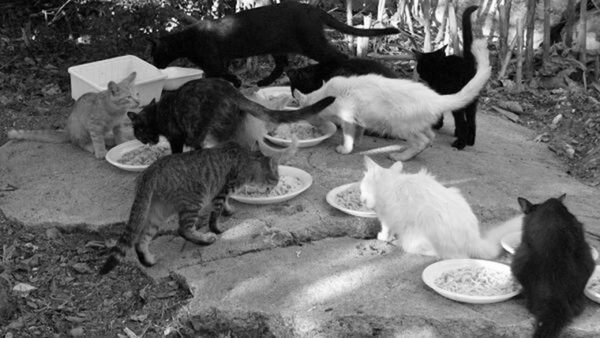  Colonie feline ad Anzio, la Rete NoBavaglio: “Servono più tutele, aiuti e campagne di sensibilizzazione”