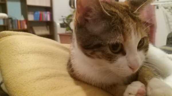 La Garante Prestipino: “Prossima fermata, Casa. Nuova campagna per adozioni animali. Grazie a Sindaco e Atac”