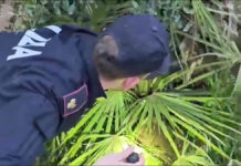 Emporio della droga in casa in via Portuense a Roma: arresti e sequestri