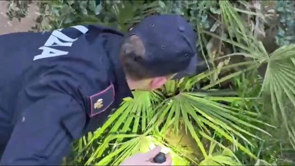 Emporio della droga in casa in via Portuense a Roma: arresti e sequestri